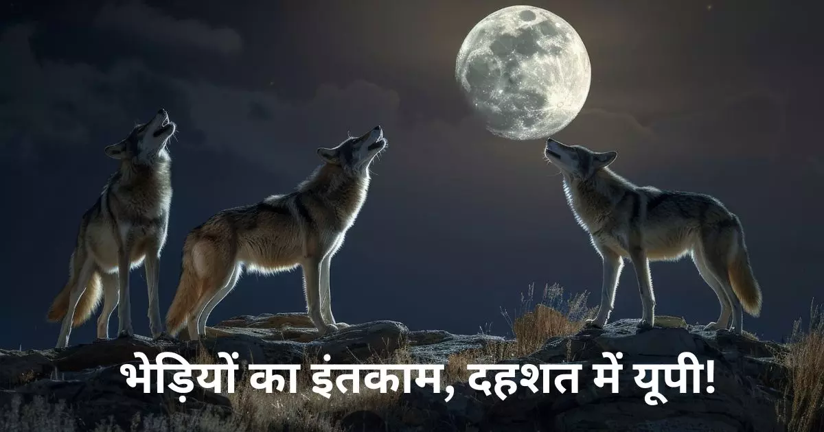 भेड़ियों का आदमखोर बनने का रहस्य: क्या घरेलू कुत्तों से अधिक खतरनाक हैं ये जानवर? जानें