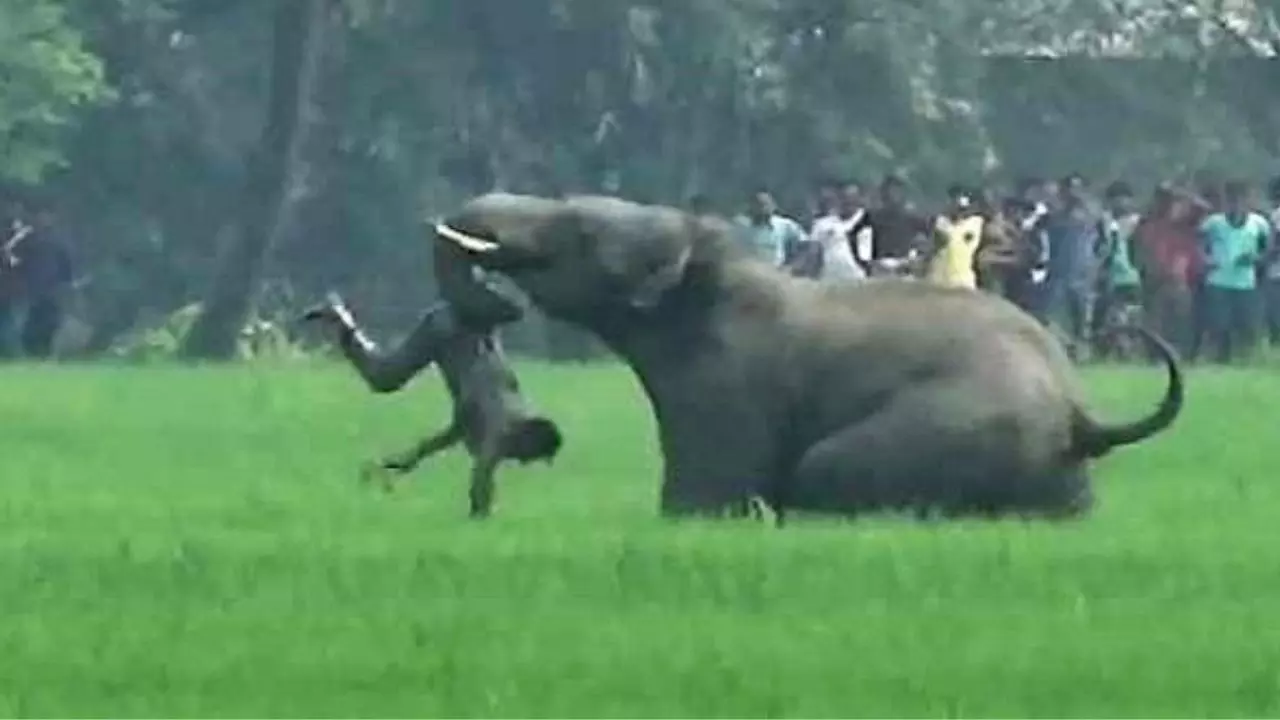 सूंड में लपेटा, जमीन पर पटका और मार डाला, कोरबा में हाथी का आतंक